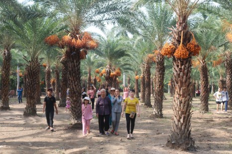 Tour Miền Tây - Vườn Trái Cây 4 Ngày | Cái Bè - Cần Thơ - Châu Đốc - Sa Đéc