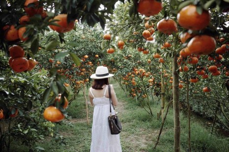 Tour Miền Tây Mỹ Tho - Bến Tre - Cần Thơ - Sa Đéc 3N2Đ | Cù lao - Chợ nổi - Cồn Sơn - Vườn trái cây - Làng hoa