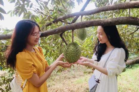 Tour Miền Tây MỸ THO - BẾN TRE - CẦN THƠ 2N1Đ | Cù Lao - Xuồng Ba Lá - Chợ Nổi - Vườn Trái Cây & Viếng Chùa