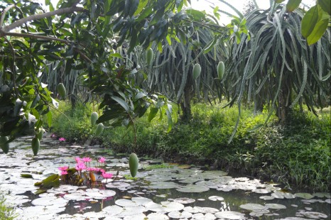 Tour CẦN THƠ - CHÂU ĐỐC 2 Ngày | Chợ Nổi - Vườn Trái Cây - Thiền Viện - Rừng Tràm - Cụm Di Tích Núi Sam
