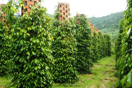 Tour Du Lịch Cần Thơ - Phú Quốc 4 Ngày 3 Đêm