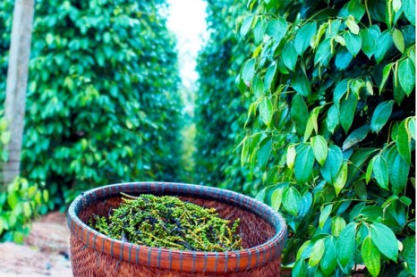 Tour Du Lịch Đà Lạt - Phú Quốc 4 Ngày 3 Đêm