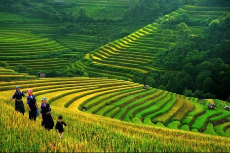 Tour Du Lịch Sài Gòn - Sapa - Bản Cát Cát - Hàm Rồng 3 Ngày (Đi - Về bằng tàu hỏa)