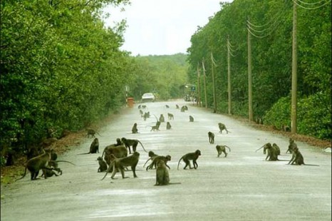 Tour  Hà Nội - Sài Gòn - Cần Giờ - Núi Bà Đen - Tây Ninh - Củ Chi (3 Ngày)