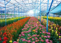 Tour Tham Quan Vùng Ven Đà lạt 1 Ngày Tour Tham Quan Vùng Ven Đà lạt 1 Ngày