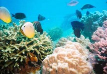 Tour Tham Quan 4 Đảo Nha Trang 1 Ngày Tour Tham Quan 4 Đảo Nha Trang 1 Ngày