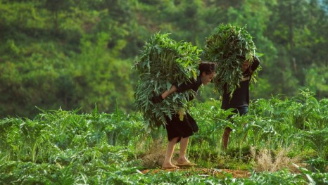 ​Du lịch Lao Chải – Tả Van