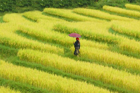 Tour Du Lịch﻿ Hà Nội – Hạ Long- Tuần Châu – Chùa Hương – Sapa 8  Ngày