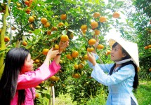 Tour Du Lịch Hà Nội - Sài Gòn - Cà Mau - Bạc Liêu - Sóc Trăng - Cần Thơ 5 Ngày