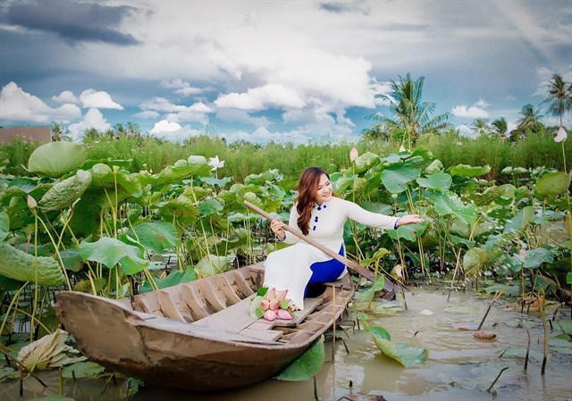 Chụp choẹt full thẻ nhớ với CÁNH ĐỒNG SEN siêu rộng “đẹp rụng tim” ở Tiền Giang