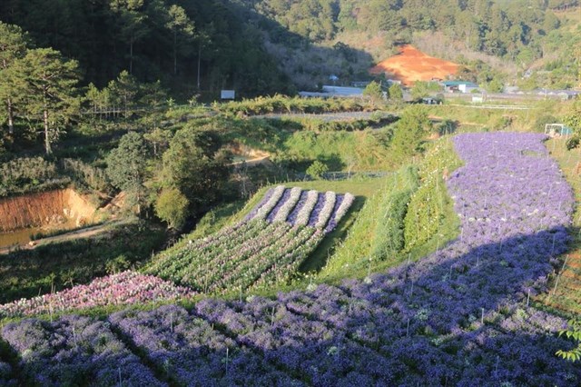 Phát hiện CÁNH ĐỒNG HOA CHÂU ÂU đẹp xuất sắc ở Đà Lạt không ai ngờ đến