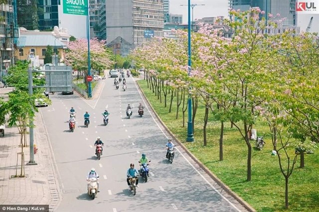 Hoa anh đào "Sài Gòn" đang bùng nổ khiến giới trẻ rủ nhau sống ảo