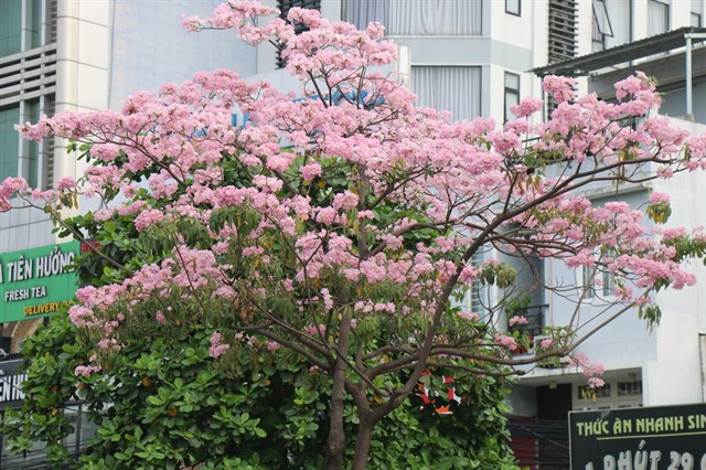 Hoa anh đào "vơ sần Sài Gòn" đang nở rộ khiến giới trẻ chen nhau sống ảo