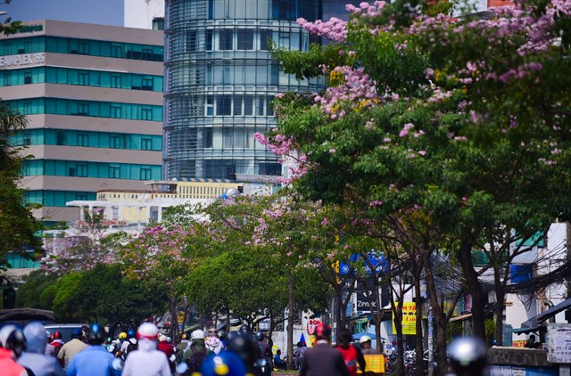 Hoa anh đào "vơ sần Sài Gòn" đang nở rộ khiến giới trẻ chen nhau sống ảo