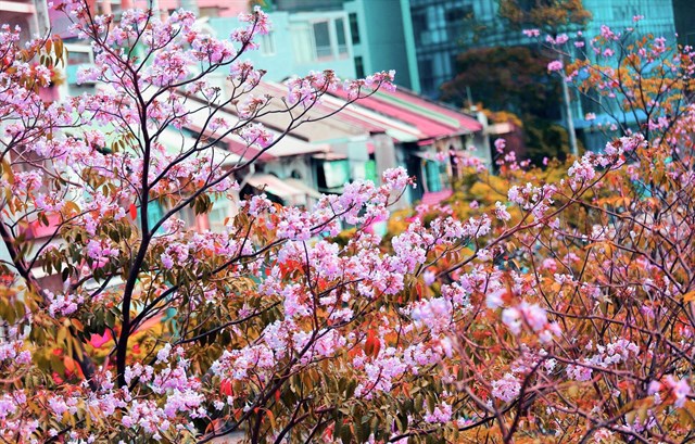 Hoa anh đào "vơ sần Sài Gòn" đang nở rộ khiến giới trẻ chen nhau sống ảo
