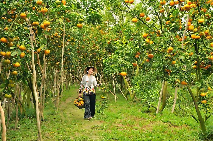 nhung vuon cay an trai o tien giang