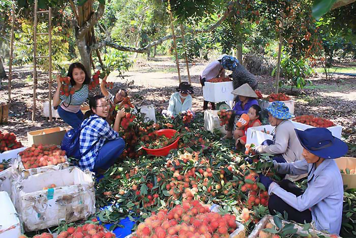 nhung vuon cay an trai o tien giang