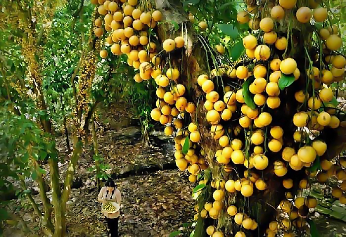 nhung vuon cay an trai o tien giang