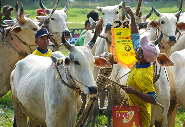 le hoi dua bo bay nui o an giang