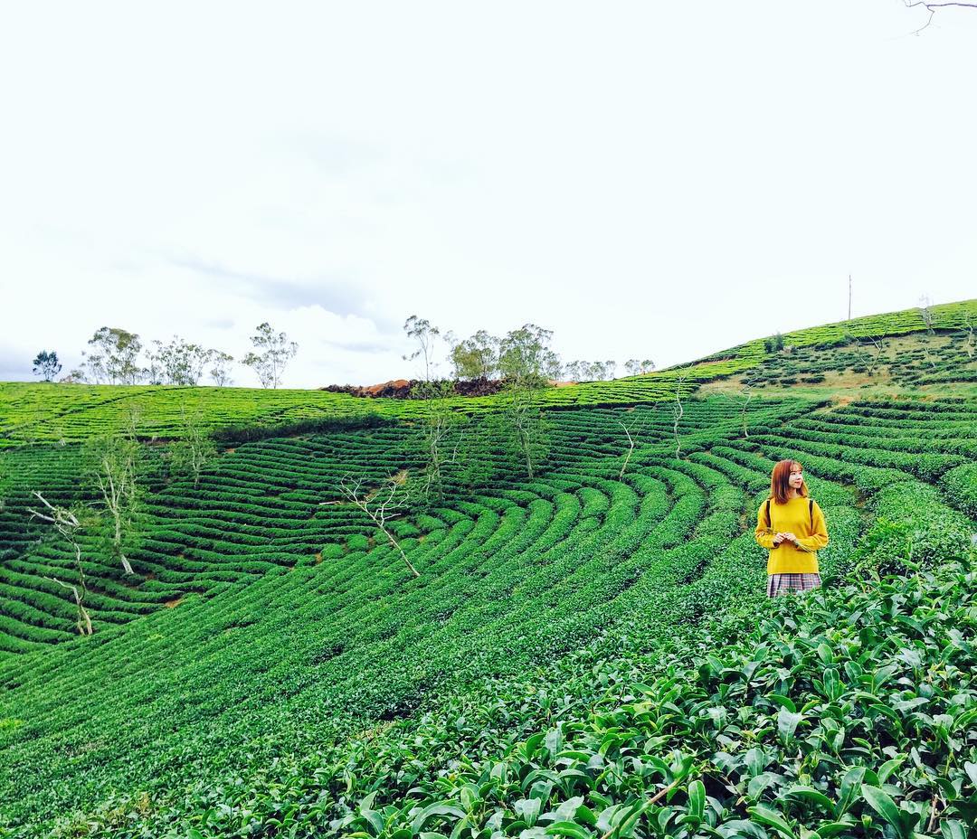 Giới thiệu đôi nét về trang trại bò sữa - Đà Lạt Milk Farm