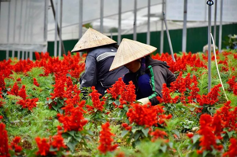 gia ve tham quan lang hoa van thanh