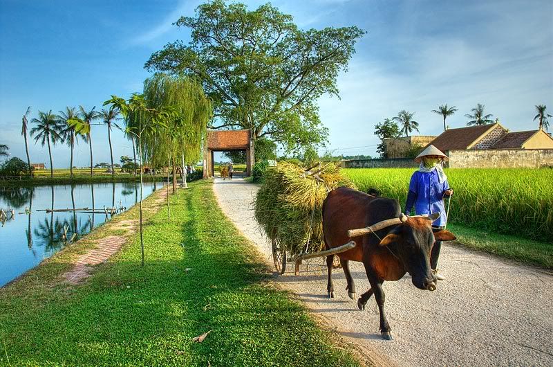 gia ve vao tham quan lang co duong lam