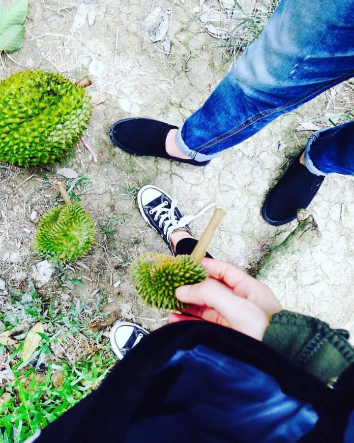 nhung vuon trai cay noi tieng o ben tre