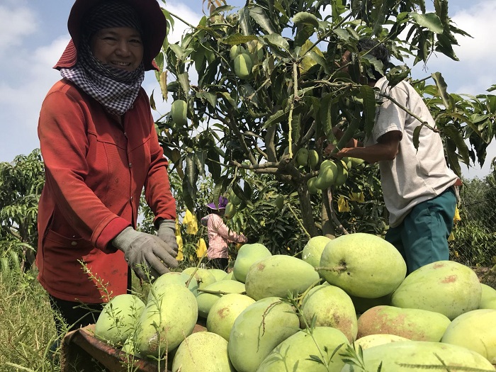 nhung vuon trai cay noi tieng o ben tre