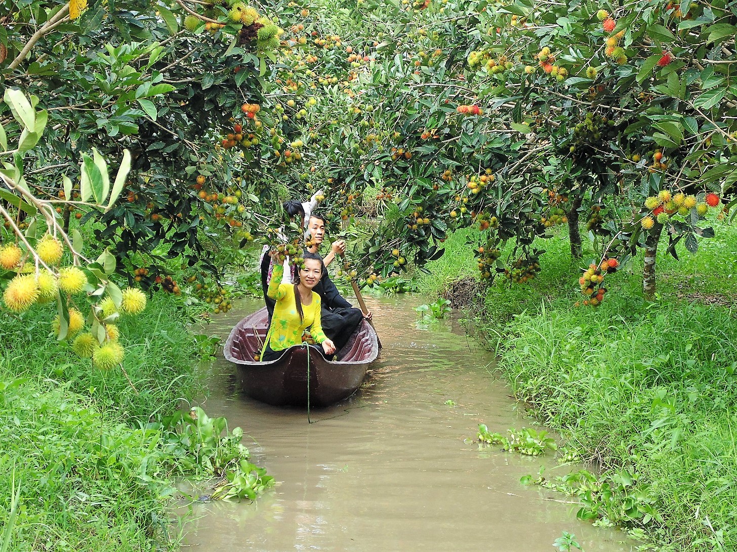 nhung khu vuon trai cay mien phi o can tho