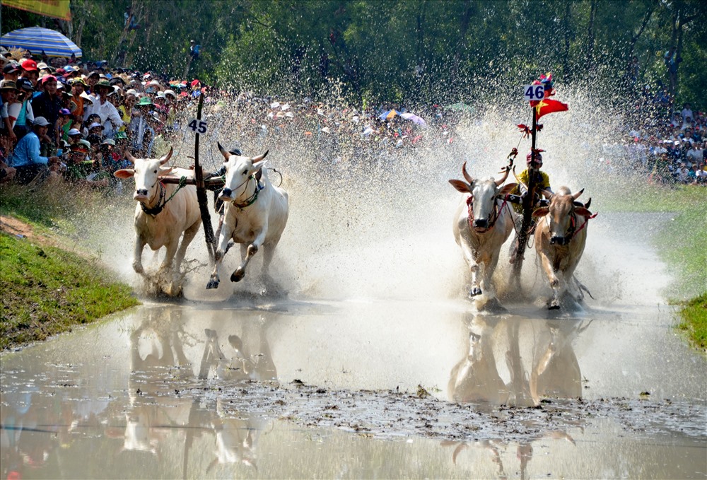 le hoi dua bo bay nui o an giang