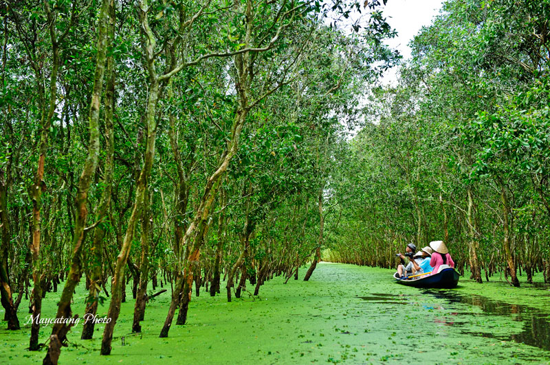 rung tram tra su o an giang