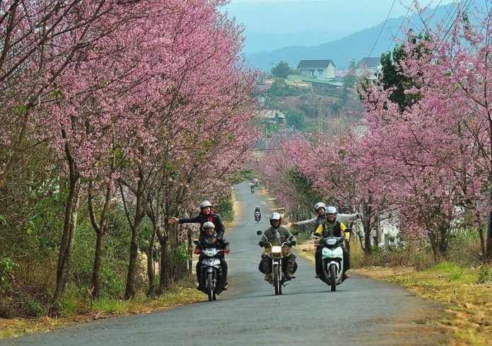 le hoi festival hoa da lat moi nhat