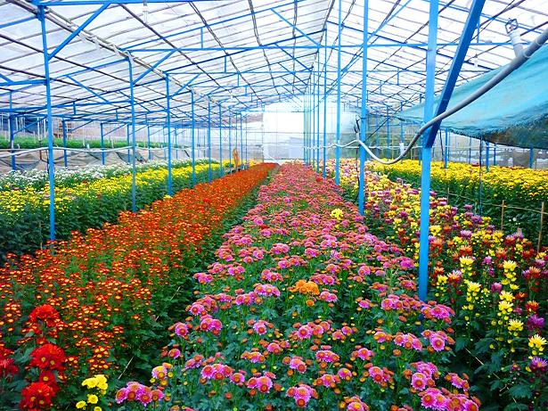 Tour Tham Quan Vùng Ven Đà lạt 1 Ngày