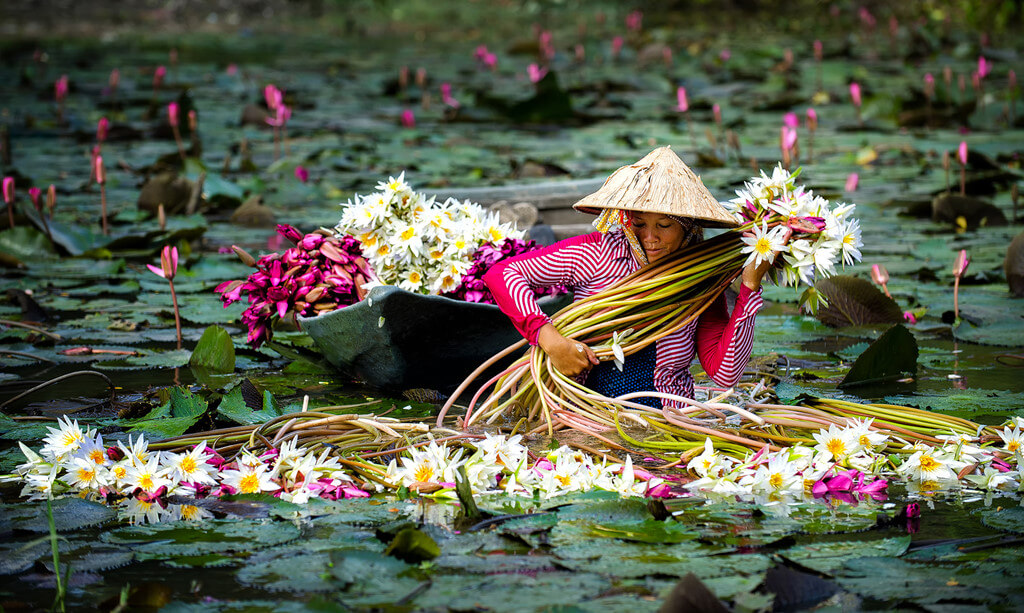 đi Cần Thơ mùa nào đẹp? du khách đã biết chưa?