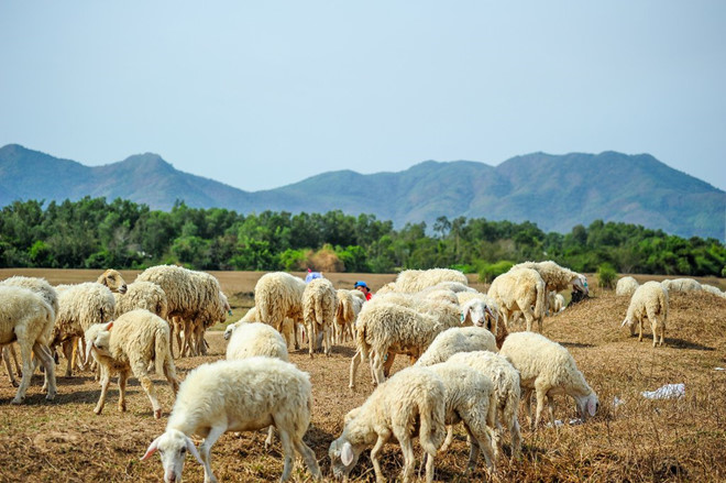 canh dong cuu suoi nghe o ba ria vung tau