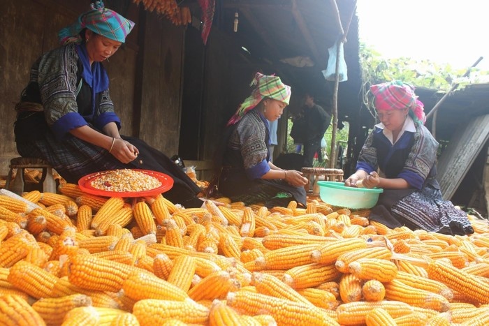 dac san ruou ngo bac ha o sapa