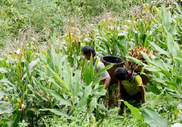 dac san banh ngo sapa